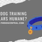 Are Dog Training Collars Humane?