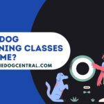 Can Dog Training Classes Resume?
