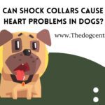 Can Shock Collars Cause Heart Problems in Dogs?