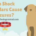 Can Shock Collars Cause Seizures?