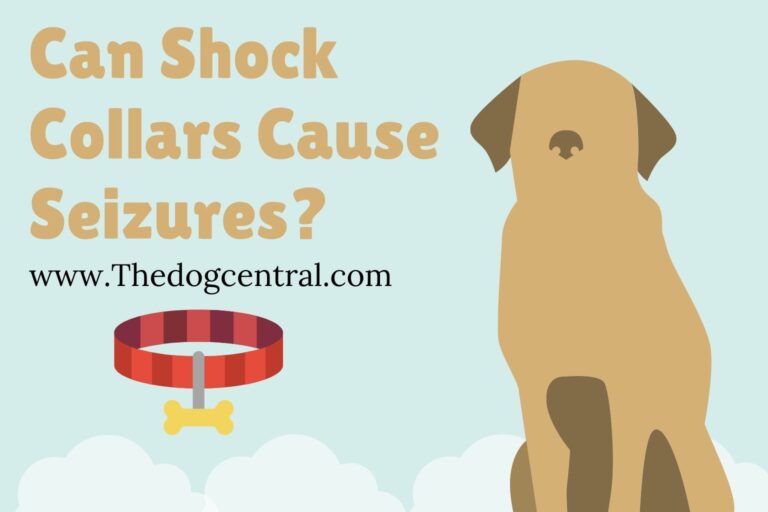 can shock collars cause seizures