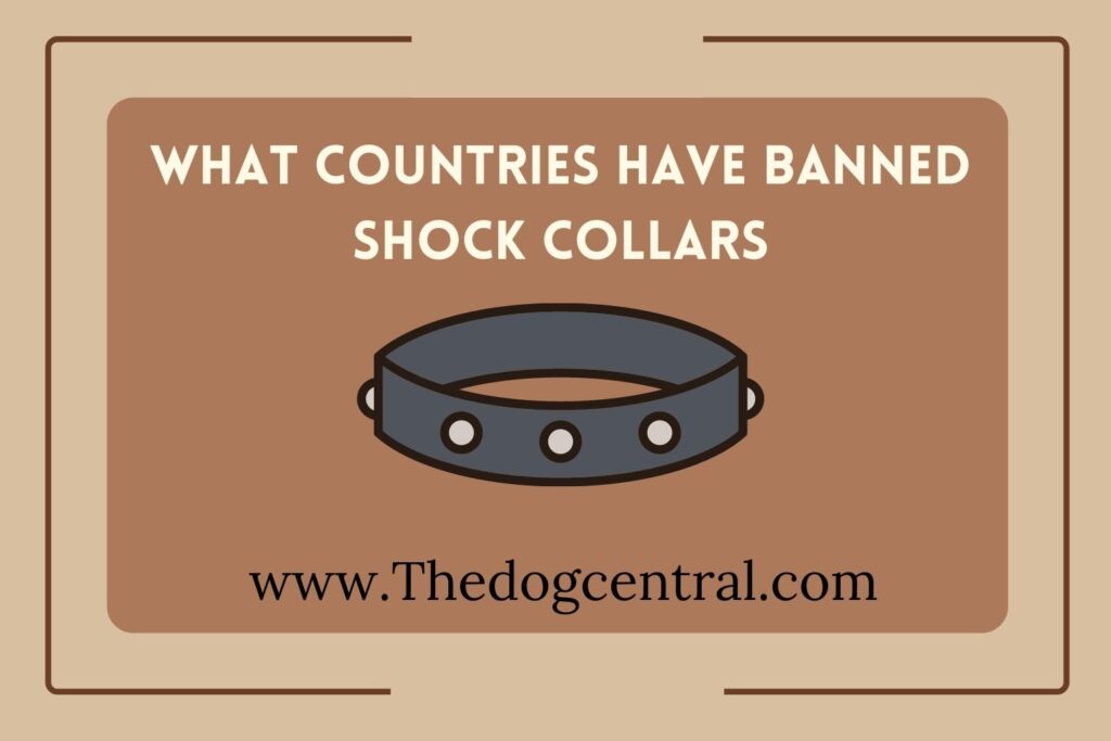 Are Shock Collars Illegal In Us at Margarita Dickerson blog