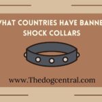 What Countries Have Banned Shock Collars?