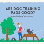 Are Dog Training Pads Good?