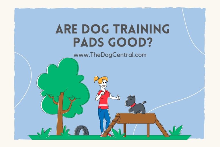 are dog training pads good_