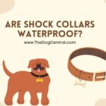 Are Shock Collars Waterproof?