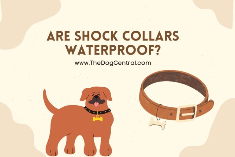 are shock collars waterproof