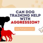 Can Dog Training Help With Aggression?