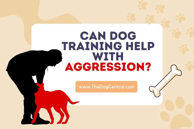 can dog training help with aggression