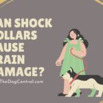 Can Shock Collars Cause Brain Damage?
