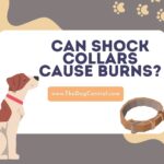 Can Shock Collars Cause Burns?