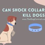 Can Shock Collars Kill Dogs?