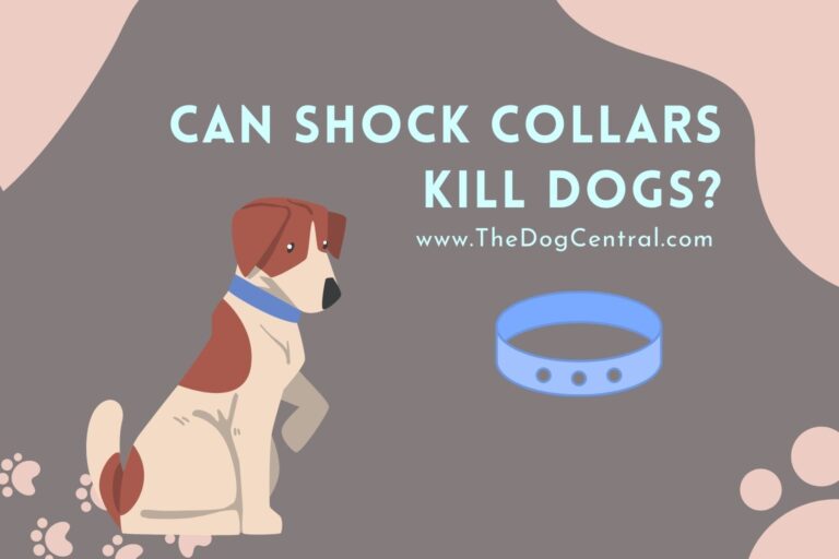 can shock collars kill dogs