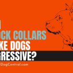 Can Shock Collars Make Dogs Aggressive?