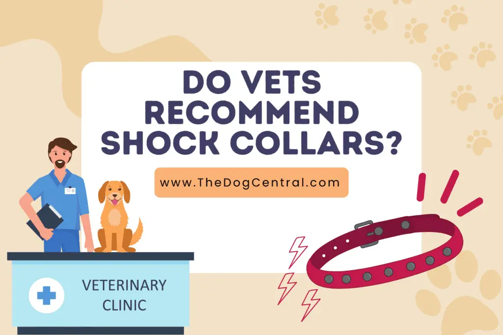Do Vets Recommend Shock Collars? [Honest Truth]