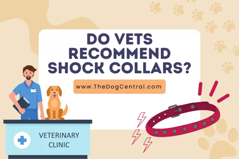 do vets recommend shock collars