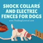 Shock Collars and Electric Fences for Dogs