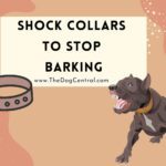 Shock Collars to Stop Barking