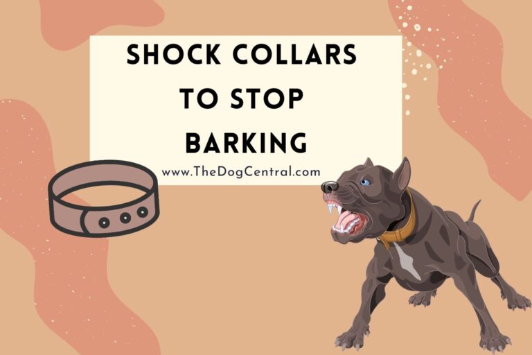 shock collars to stop barking