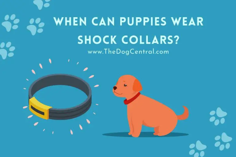 when can puppies wear shock collars