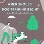 When Should Dog Training Begin?