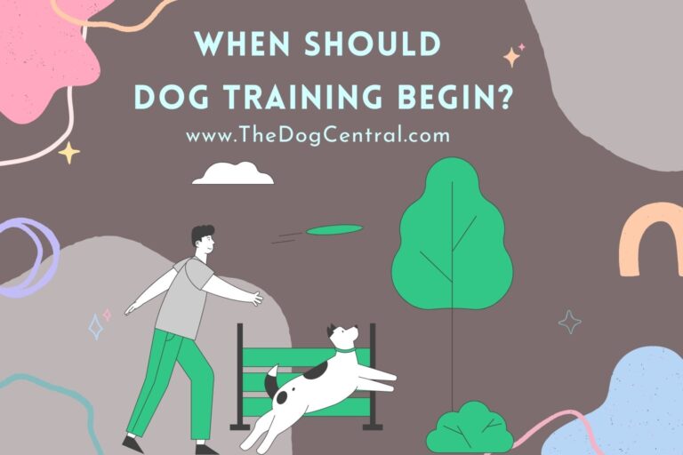 when should dog training begin