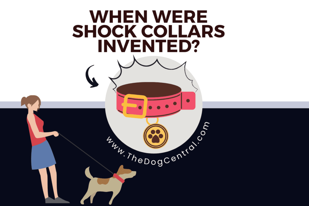 When Were Shock Collars Invented? [Be Surprised!] The Dog Central