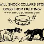 Will Shock Collars Stop Dogs From Fighting?