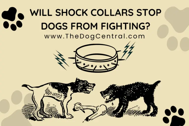 will shock collars stop dogs from fighting