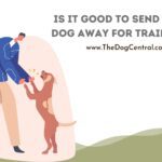 Is it Good to Send Your Dog Away For Training?