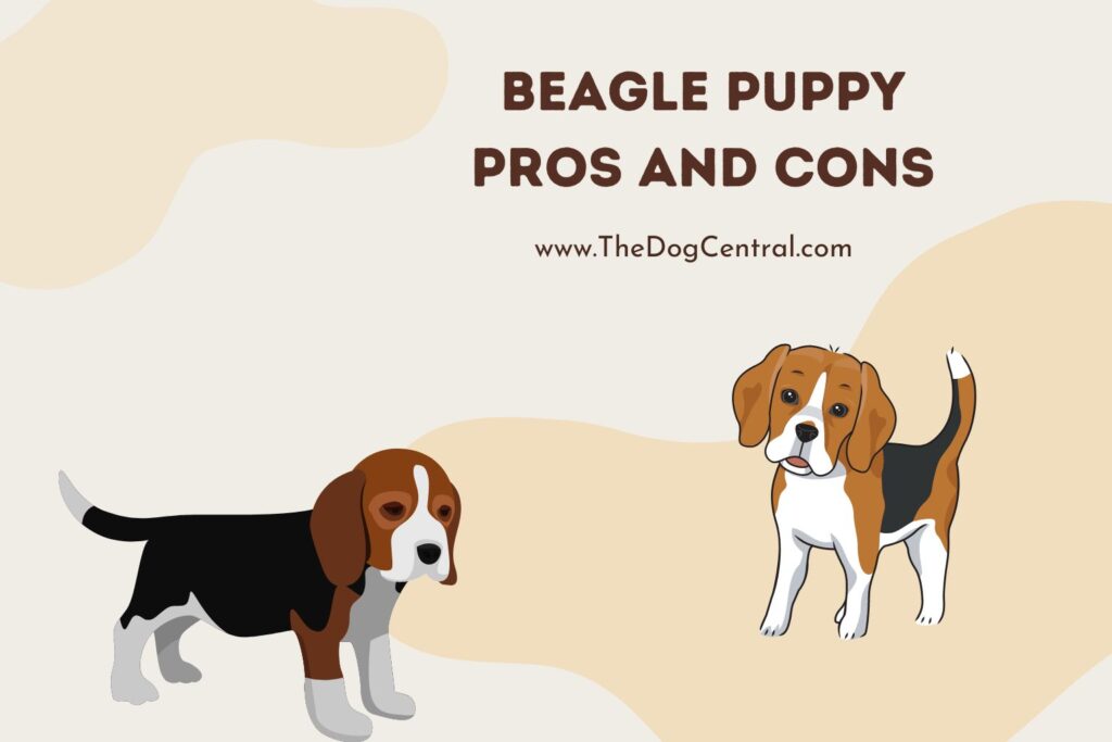 Beagle Puppy Pros and Cons | The Dog Central