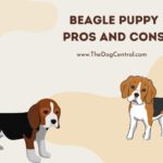 Beagle Puppy Pros and Cons