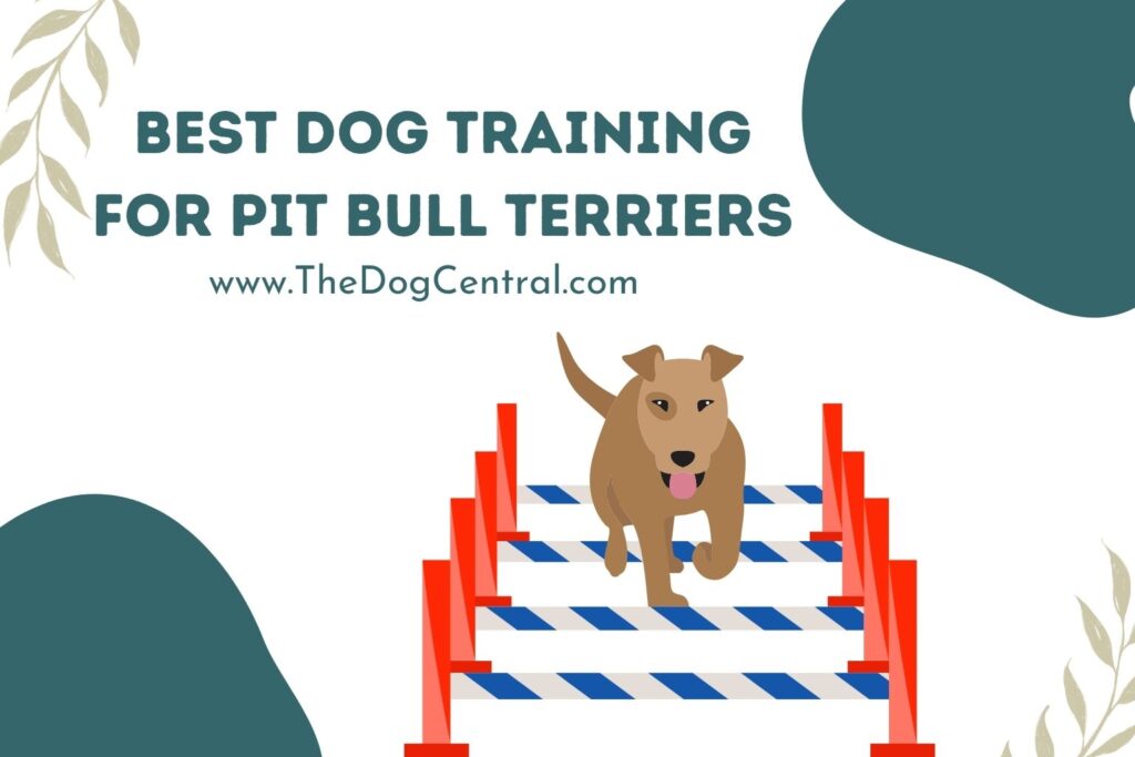 Best Dog Training For Pit Bull Terriers The Dog Central