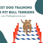 Best Dog Training For Pit Bull Terriers