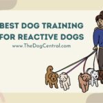 Best Dog Training For Reactive Dogs