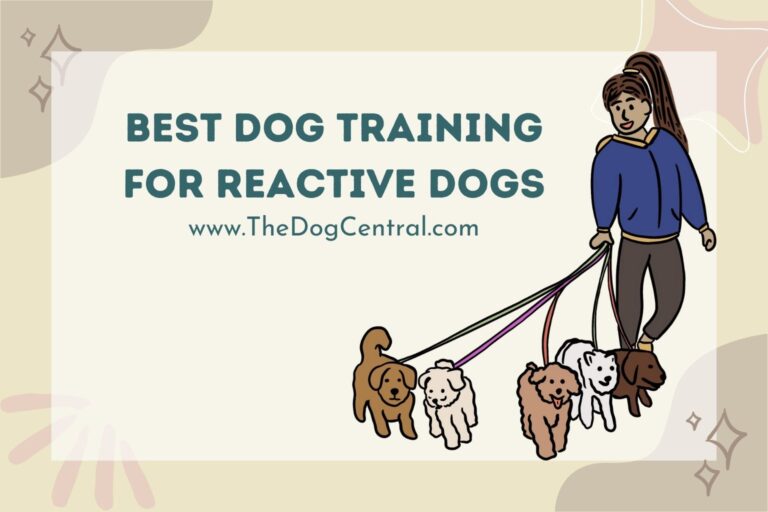 Best Dog Training For Reactive Dogs