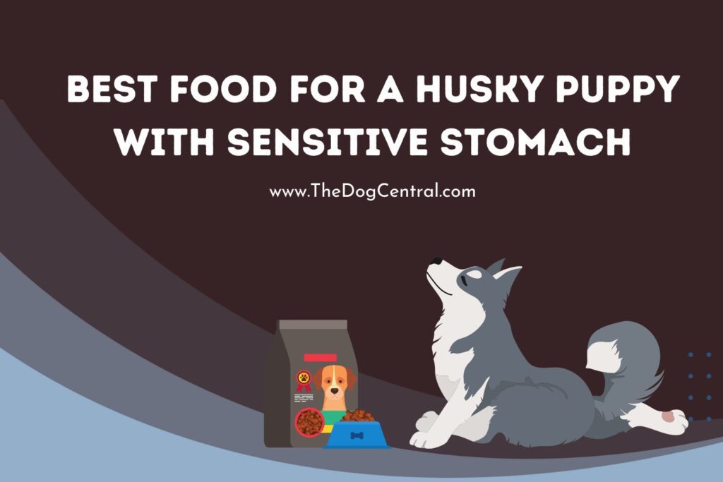 Best Food For a Husky Puppy With Sensitive Stomach The Dog Central