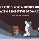 Best Food For a Husky Puppy With Sensitive Stomach