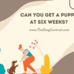 Can You Get a Puppy at Six Weeks?