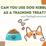 Can You Use Dog Kibble As a Training Treat?