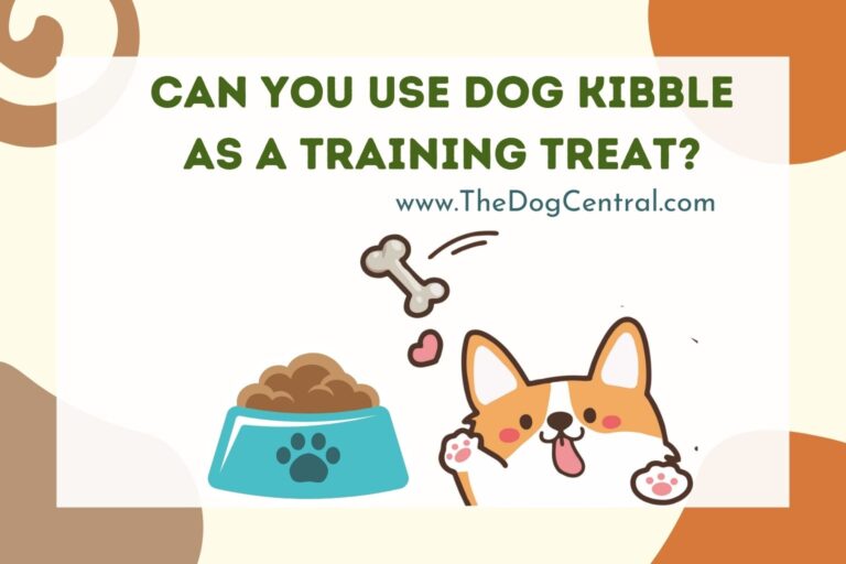 Can You Use Dog Kibble As a Training Treat_