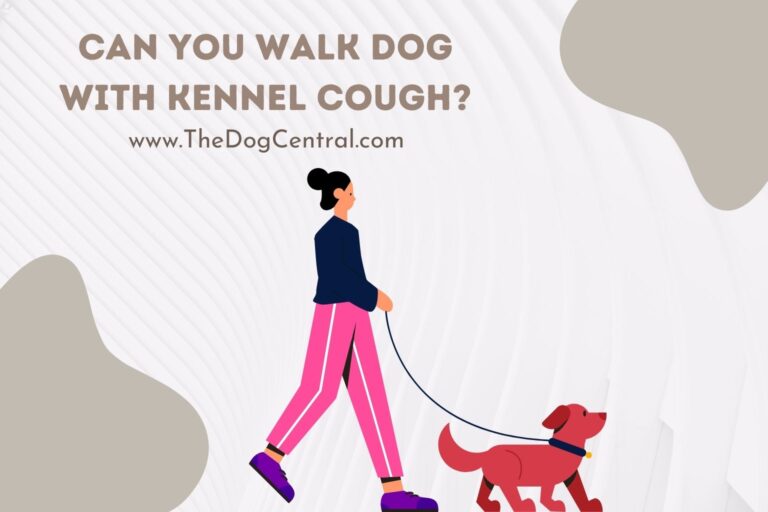 Can You Walk Dog With Kennel Cough