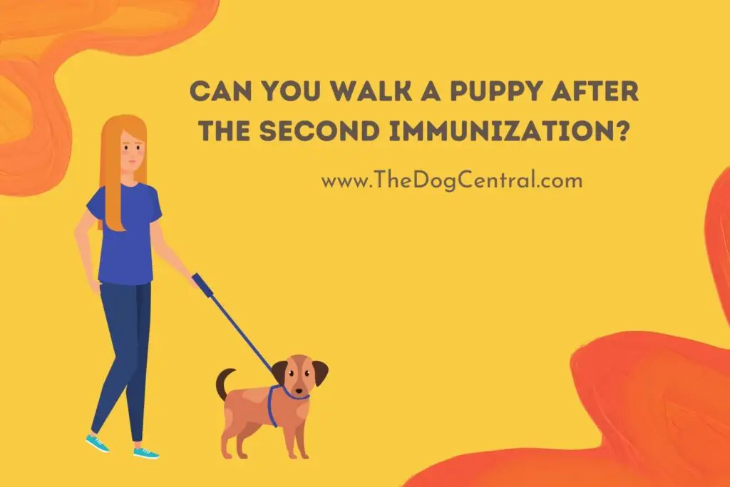 can-you-walk-a-puppy-after-the-second-immunization-the-dog-central