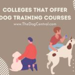 Colleges That Offer Dog Training Courses