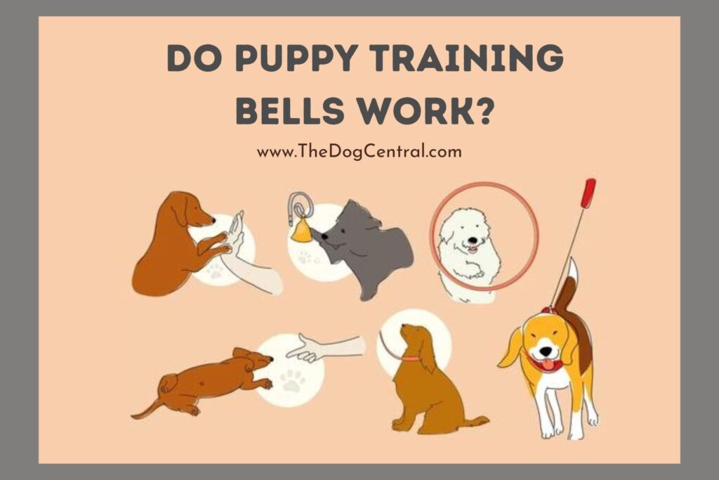 Do Puppy Training Bells Work? The Dog Central