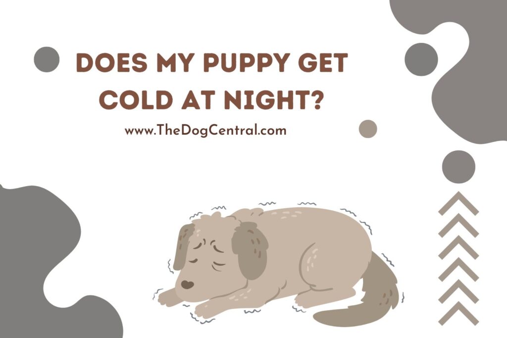 Does My Puppy Get Cold at Night? The Dog Central