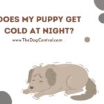 Does My Puppy Get Cold at Night?