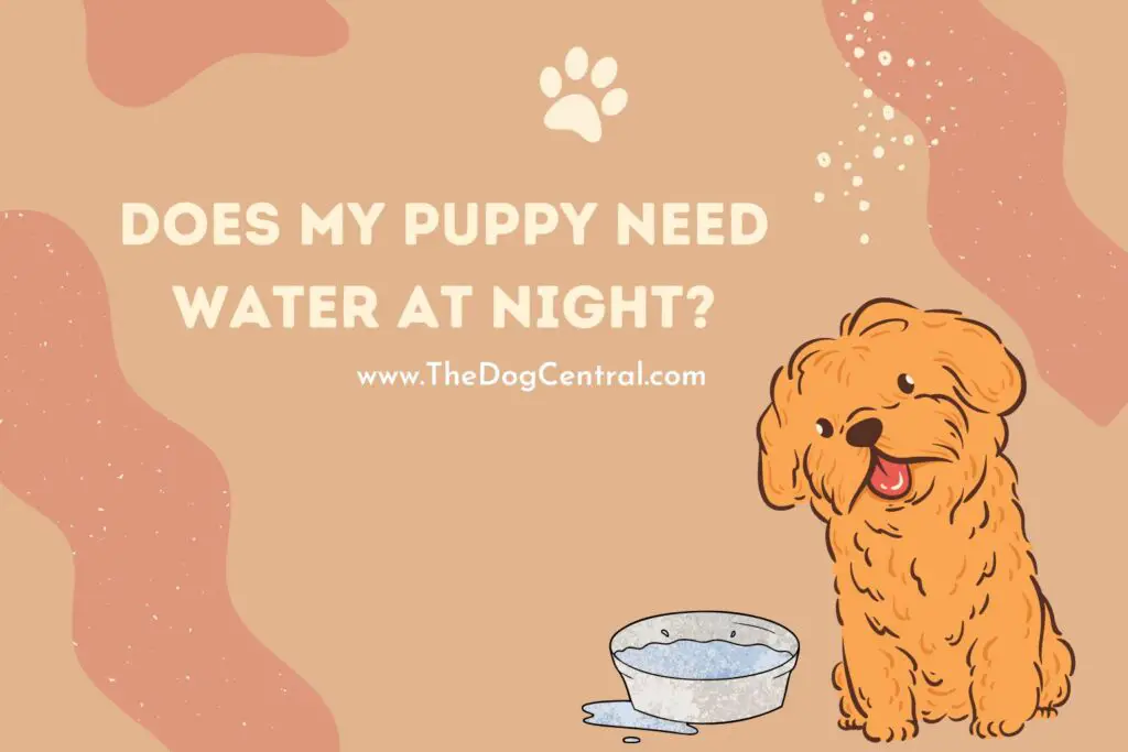 Does My Puppy Need Water at Night? The Dog Central