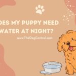 Does My Puppy Need Water at Night?