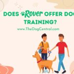 Does Rover Offer Dog Training?